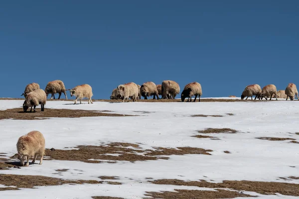 雪の丘の中腹に羊の群れチベット高原の牧草地の風景 — ストック写真