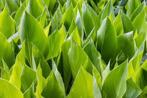 Leuchtend Grüne Blätter Hintergrund Von Canna Sommer — Stockfoto