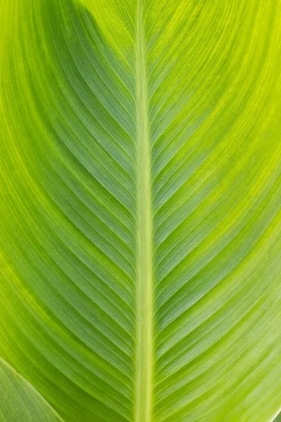Canna Blad Close Natuurlijke Plant Textuur Achtergrond — Stockfoto