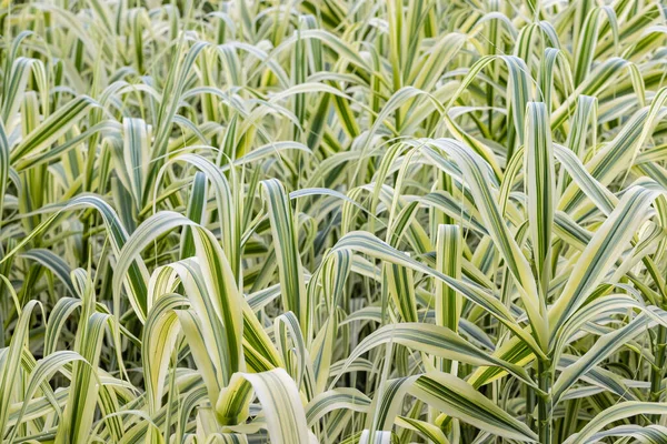 巨大な葦の背景 色のアルンド ドナックスの閉鎖 夏の美しい緑の葉植物 — ストック写真