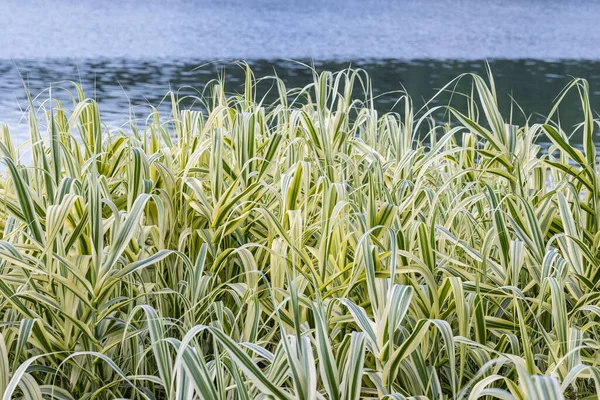 湖畔の葉の植物 朱色のアーンドナックス 夏の巨大な葦 美しい水景の庭背景緑化 — ストック写真