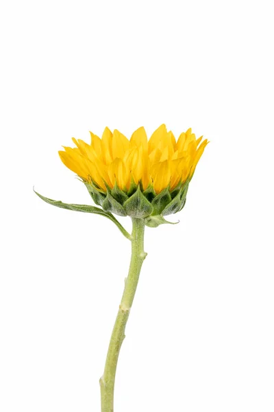 Girasole Isolato Con Sfondo Bianco — Foto Stock