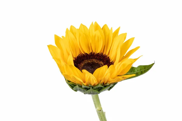 Ziersonnenblume Isoliert Auf Weißem Hintergrund — Stockfoto