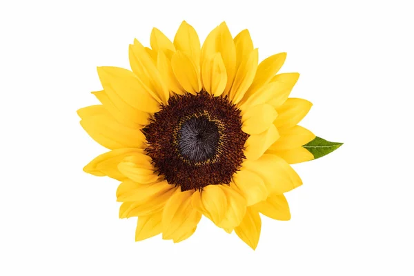 Zierblume Der Sonnenblume Isoliert Auf Weiß Mit Schneideweg — Stockfoto