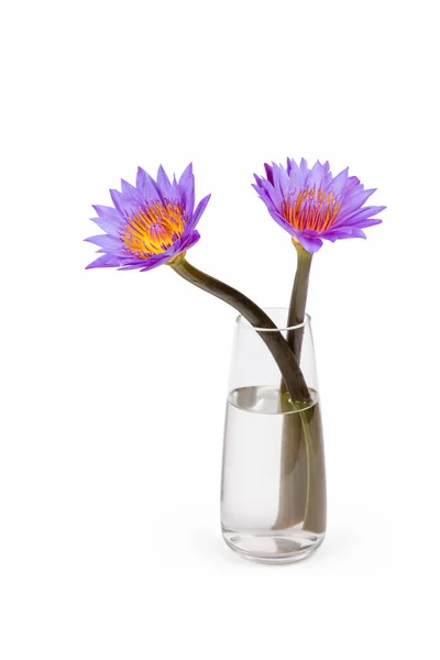 Purple Waterlily Glass Vase Isolated White Clipping Path Included — Stock Photo, Image