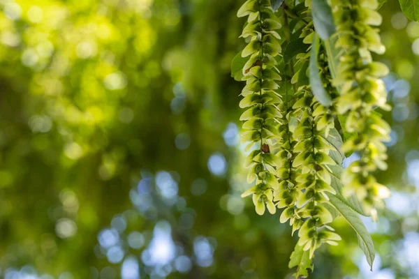 Fondo Natural Verano Orejas Frutales Crecen Racimos Pterocarya Stenoptera Árbol —  Fotos de Stock