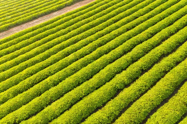 Widok Powietrza Schludne Piękne Plantacji Herbaty Wiosennym Słońcu — Zdjęcie stockowe