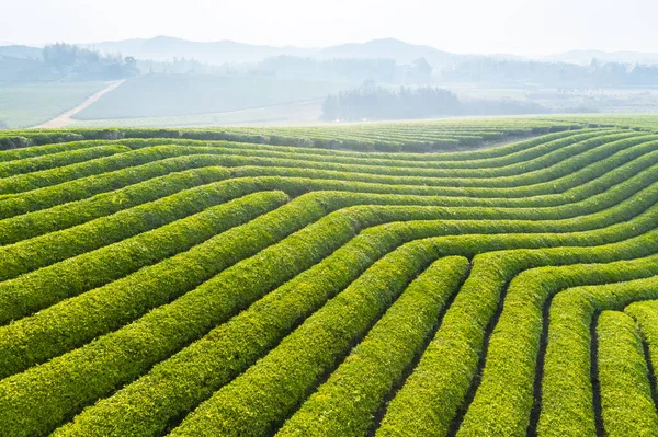 Vista Aérea Del Hermoso Paisaje Plantación Primavera Sol — Foto de Stock