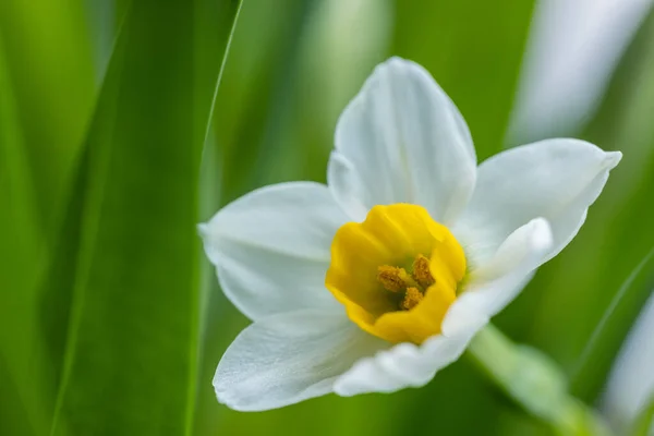 Narciso Narcisos Flor Close Fundo Floral Primavera — Fotografia de Stock