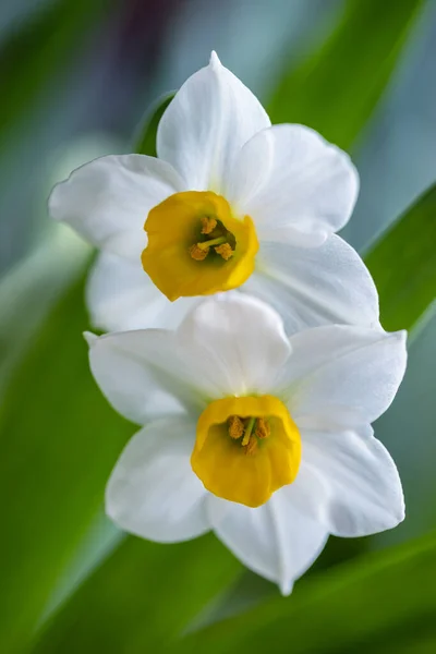 Charme Tranquilo Narciso Closeup Belo Fundo Floral Natural — Fotografia de Stock