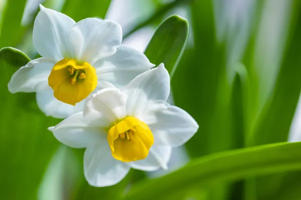 Krásné Bílé Narcisy Plném Květu Přírodní Zelené Pozadí Jaře — Stock fotografie