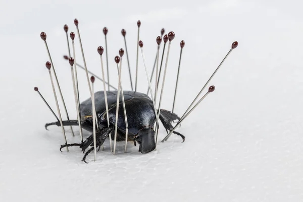 虫の針は白い泡板の上に黒い甲虫を持ち昆虫の標本を作り — ストック写真