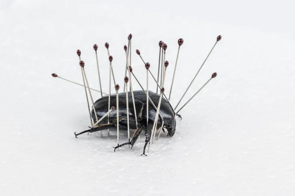 虫の針は白い泡板の上に黒い甲虫を持ち昆虫の標本を作り — ストック写真