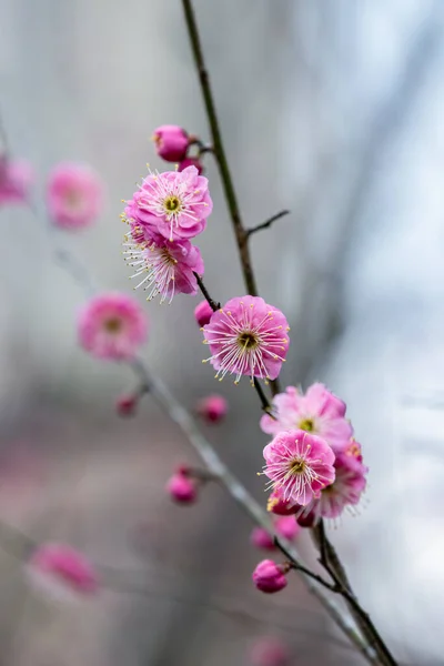 Pflaumenblüten Voller Blüte Winter — Stockfoto