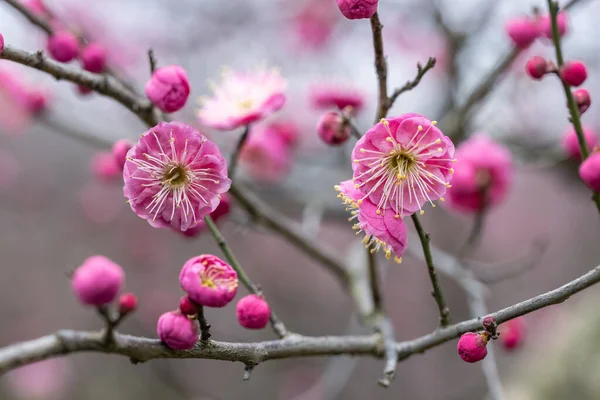 Schöne Rote Pflaumenblüte Winter — Stockfoto