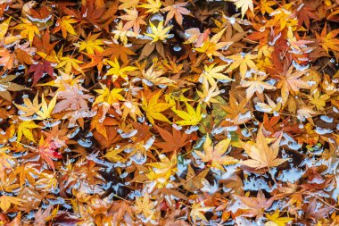 Gölette akçaağaç yaprağı, sonbahar yaprakları arka plan, parlak sonbahar renkleri..