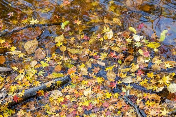 Autumn Leaves Closeup Lake Brilliant Fall Colors Background — Stock Photo, Image