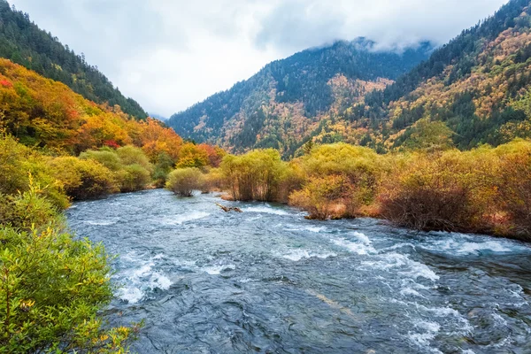 Bosque de otoño en jiuzhaigou —  Fotos de Stock