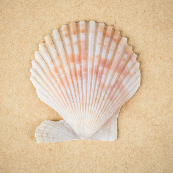 Scallop shell closeup — Stock Photo, Image