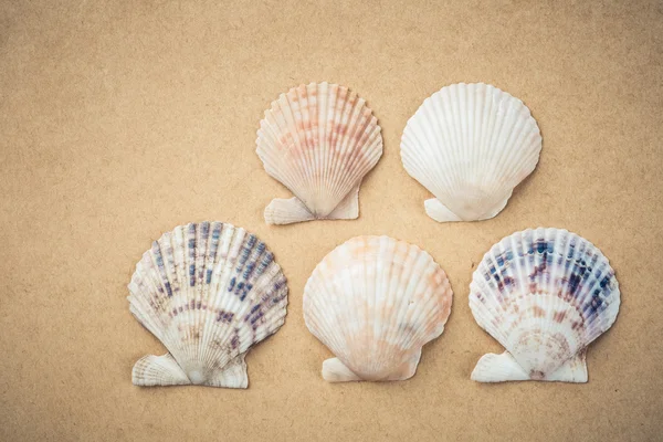 Cinq coquilles de pétoncles — Photo