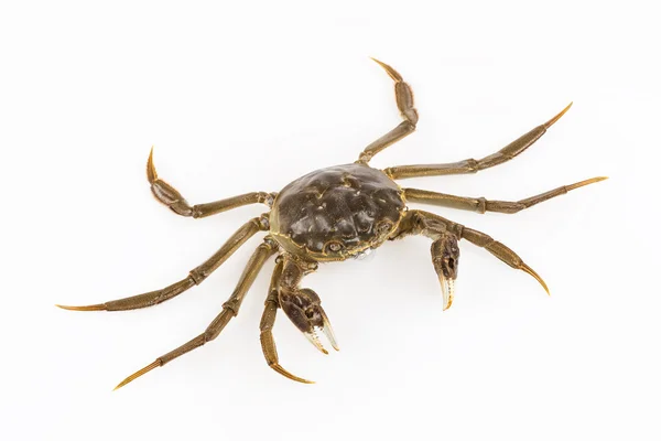 Cyan living crab — Stock Photo, Image