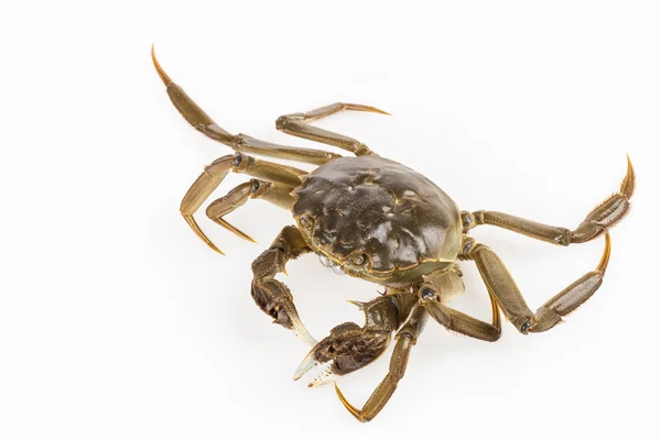 Exhale bubble of living crab closeup — Stock Photo, Image