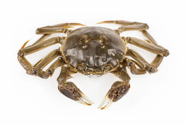 Freshwater crab — Stock Photo, Image