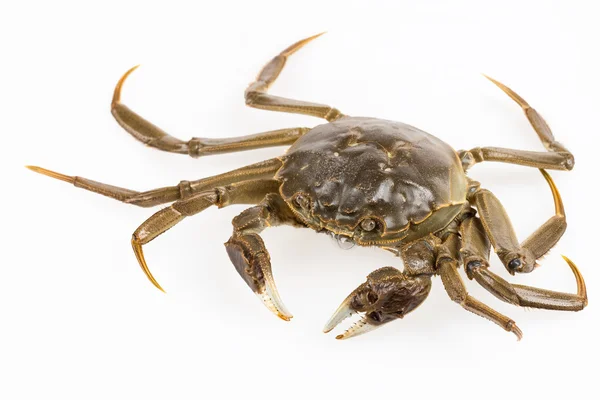 Living freshwater crab — Stock Photo, Image