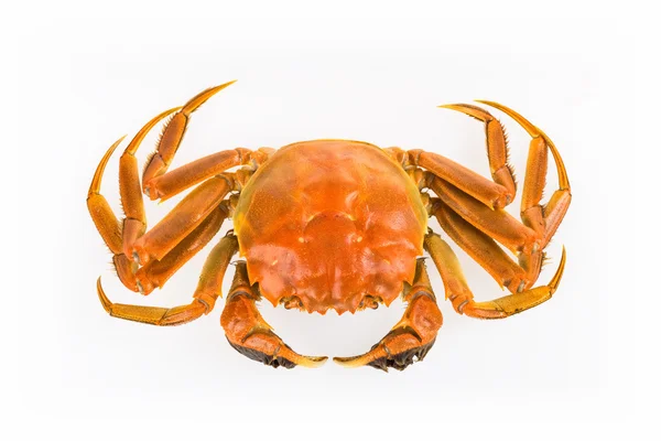 Cooked crab isolated — Stock Photo, Image