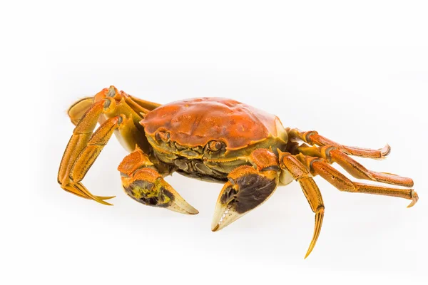 Delicious cooked crab closeup — Stock Photo, Image