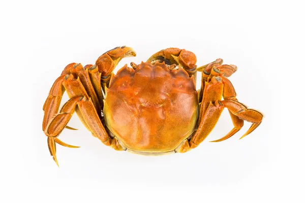 Cooked crab closeup — Stock Photo, Image