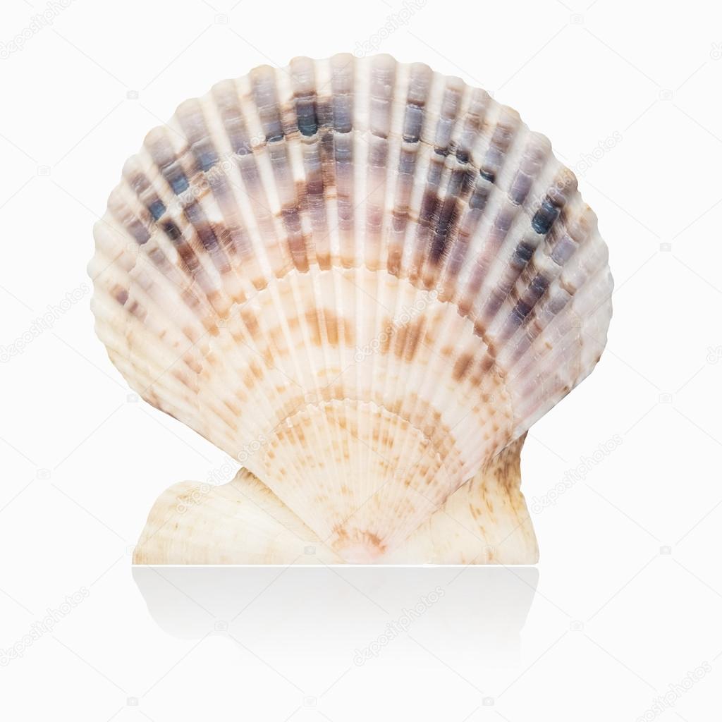 scallop shell isolated
