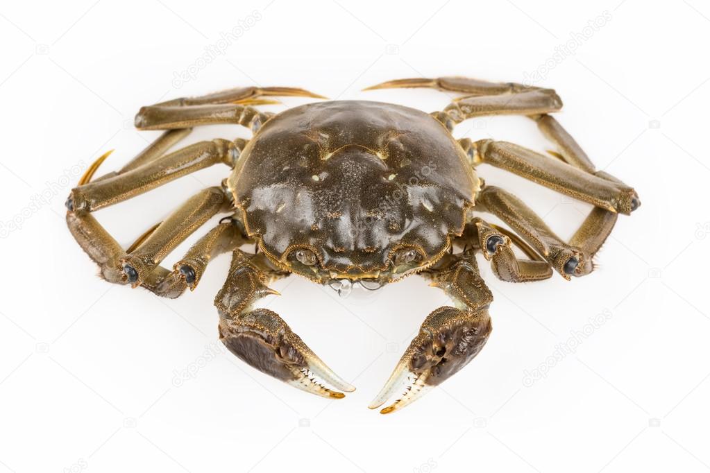 freshwater crab  