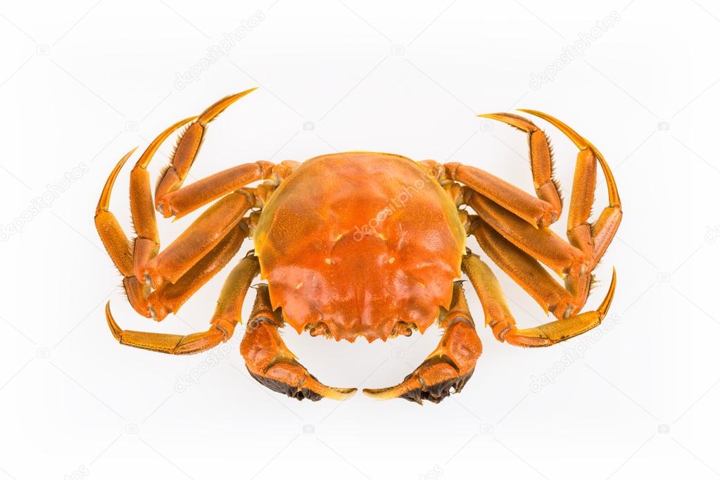 cooked crab isolated 