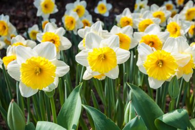 çiçek açan nergis portre