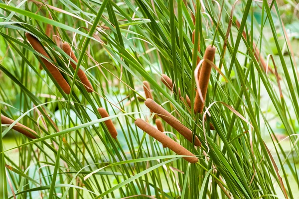 Typha angustifolia — Fotografia de Stock