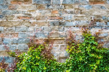 Ivy ile eski şehir duvar
