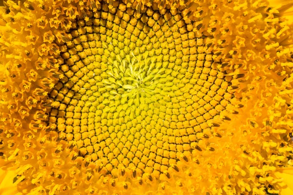 Girasol macro —  Fotos de Stock