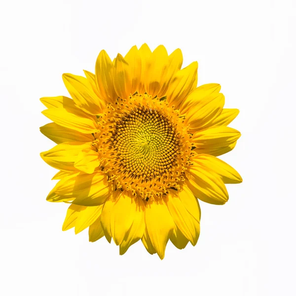 Girassol flor isolada — Fotografia de Stock