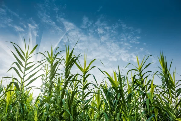 Grünes Schilfgras und blauer Himmel — Stockfoto