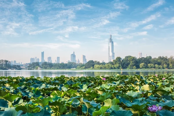 Nanjing manzarası ve lotus — Stok fotoğraf