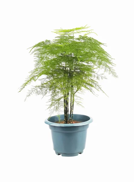 Green asparagus fern — Stock Photo, Image