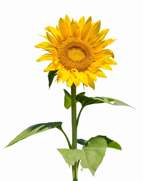 Zonnebloem geïsoleerd — Stockfoto