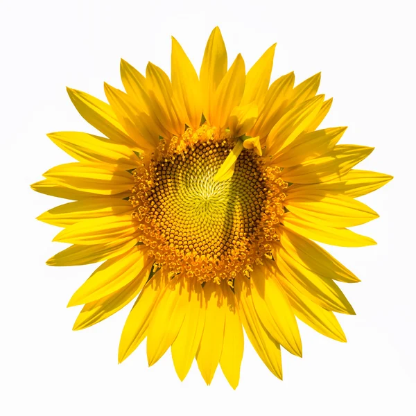 Girasole fiore isolato — Foto Stock