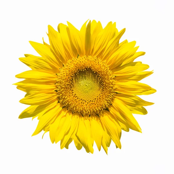 Solros blomma isolerade — Stockfoto