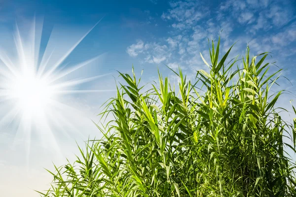 Strahlender Sonnenschein und frisches grünes Gras — Stockfoto