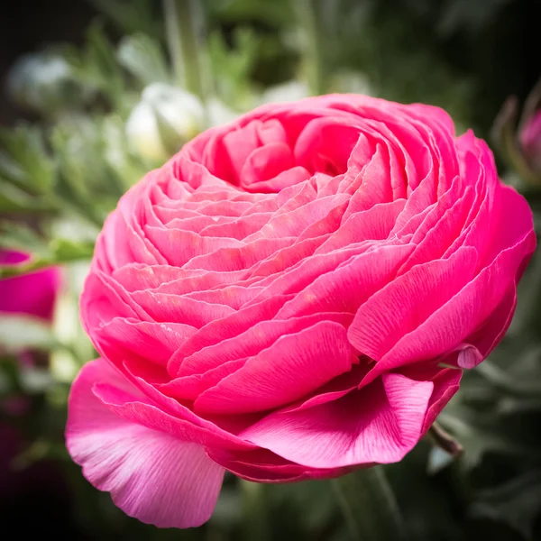 Flores de buttercup close up — Fotografia de Stock