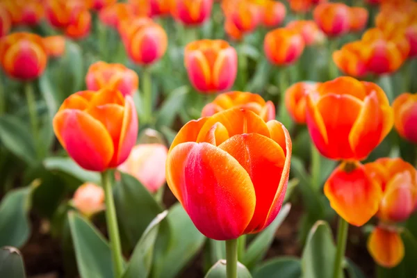 Tulipanes naranja primer plano —  Fotos de Stock