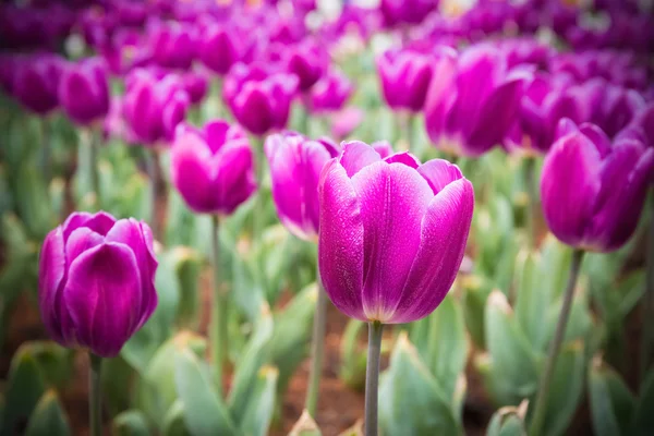 Campo de tulipanes púrpura primer plano —  Fotos de Stock