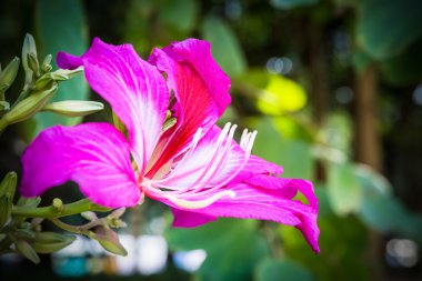 Bauhinia çiçek portre
